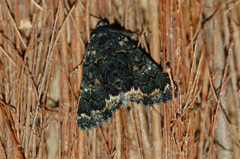 Catephia alchymista