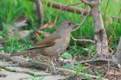 Turdus leucomelas