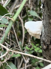 Pleurotus populinus