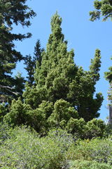 Juniperus grandis