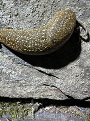 Geomalacus maculosus