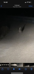 Lepus granatensis