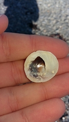 Sigapatella novaezelandiae