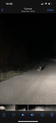 Lepus granatensis