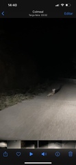 Lepus granatensis