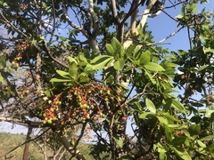 Ochna pulchra