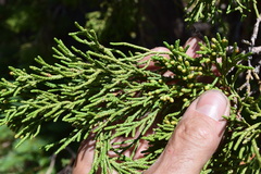 Juniperus grandis