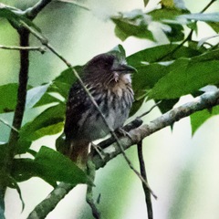 Malacoptila panamensis