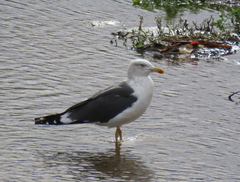 Larus fuscus