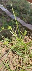 Cyperus compressus