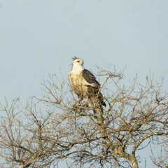 Buteogallus coronatus