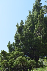 Juniperus grandis