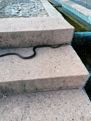 Hierophis viridiflavus