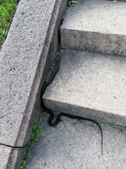 Hierophis viridiflavus