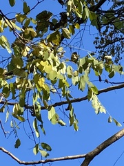 Robinia pseudoacacia