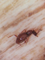 Scydmaenus hellwigii