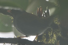 Myadestes coloratus