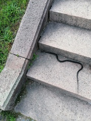 Hierophis viridiflavus