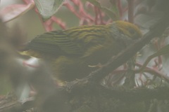 Tangara icterocephala