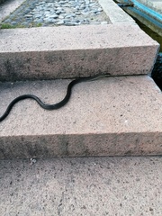 Hierophis viridiflavus