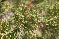 Juniperus grandis