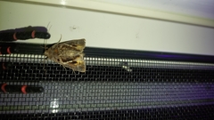 Chrysodeixis eriosoma