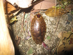 Rhabdoblatta imperatrix