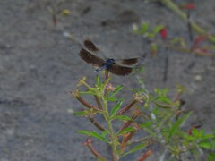 Erythrodiplax attenuata