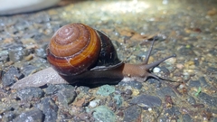 Sphaerospira fraseri