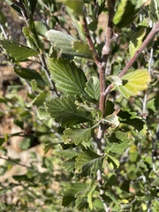 Cercocarpus