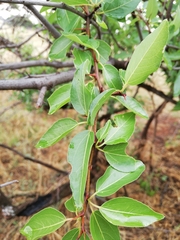 Ziziphus mucronata