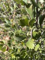 Cercocarpus