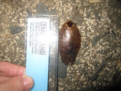 Rhabdoblatta imperatrix