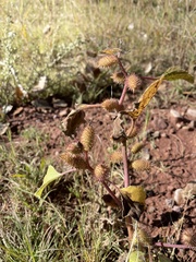 Xanthium orientale