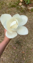 Magnolia grandiflora