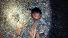 Sphaerospira fraseri