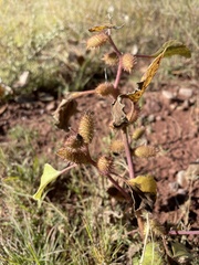 Xanthium orientale