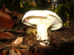 Clitocybe robusta