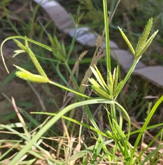Cyperus compressus