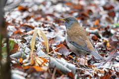 Turdus pallidus