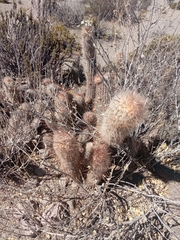 Oreocereus leucotrichus