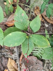 Persicaria filiformis