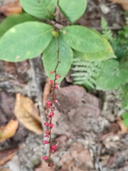 Persicaria filiformis