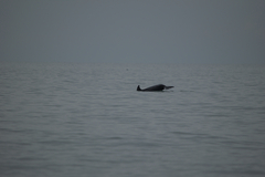Tursiops truncatus ponticus