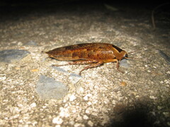 Rhabdoblatta imperatrix