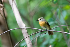 Cyornis whitei