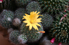 Mammillaria beneckei