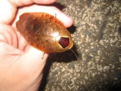 Rhabdoblatta imperatrix