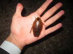 Rhabdoblatta imperatrix