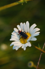 Cantharis rustica